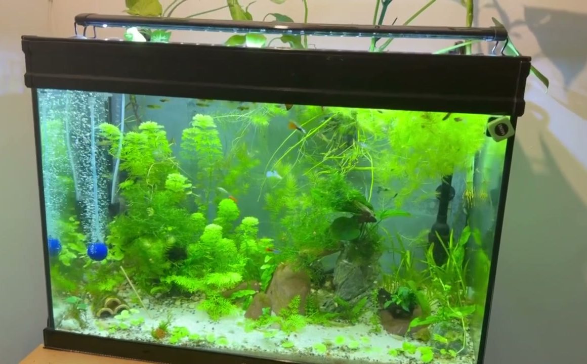 Acuario plantado de 120 litros con peces pequeños
